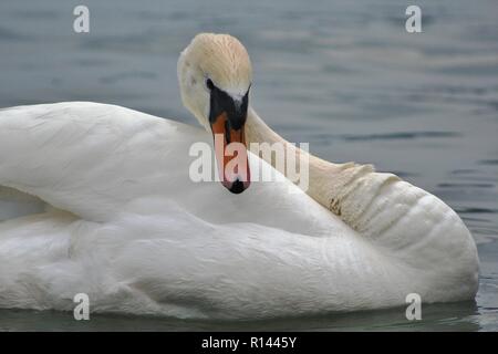 Porträt von einem Schwan schwimmt auf einem See Stockfoto