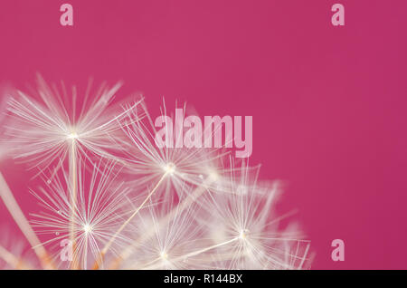 Flauschige Löwenzahn auf rosa Hintergrund Stockfoto