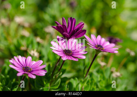 Lila Osteospermum ecklonis Blumen Makro in den Park. Stockfoto