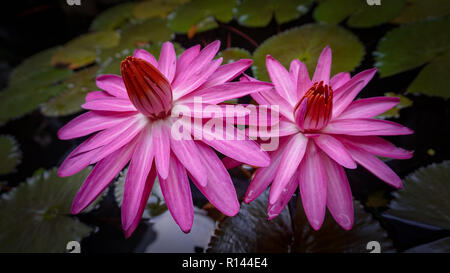 Twin Lotus Blume Stockfoto