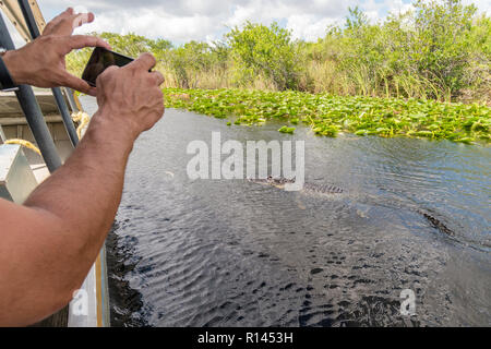 Mann fotografieren in der Nähe von airboat Alligator in den Everglades National Park, Florida, Vereinigte Staaten von Amerika Stockfoto