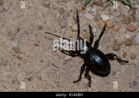 Cactus Longhorned Beetle, Moneilema annulatum Stockfoto