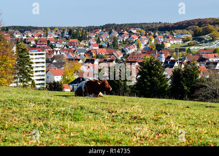 Kuh auf der Weide mit städtischen Hintergrund Stockfoto