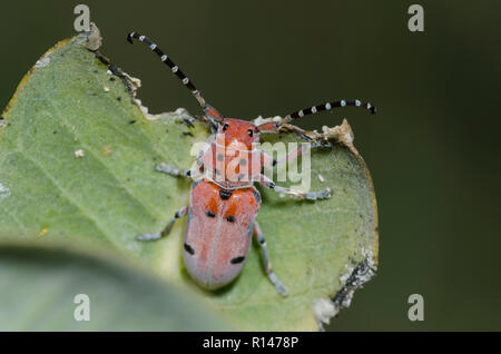 Rot - femured Milkweed Borer, Tetraopes femoratus, auf Sand Seidenpflanze, Asclepias arenaria Stockfoto