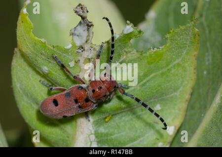 Rot - femured Milkweed Borer, Tetraopes femoratus, auf Sand Seidenpflanze, Asclepias arenaria Stockfoto