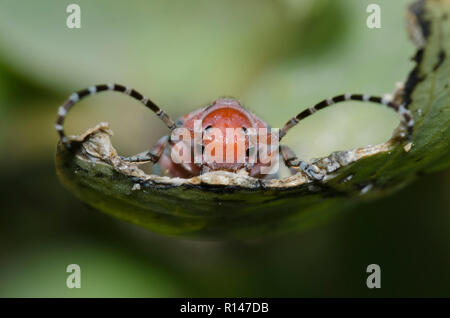 Rot - femured Milkweed Borer, Tetraopes femoratus, auf Sand Seidenpflanze, Asclepias arenaria Stockfoto