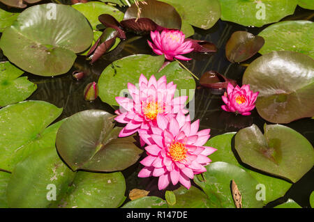 Rosa Blüten der Seerosen Stockfoto