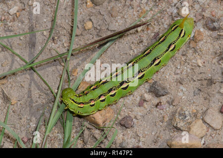 Weiß gesäumten Sphinx, Hyles lineata, Caterpillar Stockfoto