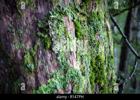 Flechten und Moose wachsen auf einen heimischen Baum im kühlen und schattigen Wald in Neuseeland Stockfoto