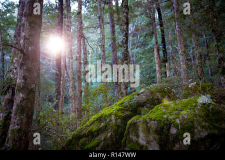 Sonnenlicht strahlt durch den Wald Bäume auf den bemoosten Felsen und Unterholz Stockfoto