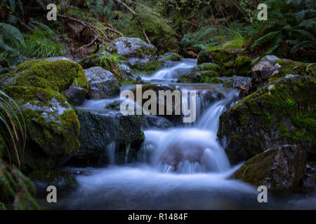 Wasserfall an einem Waldweg mit Farnen und bemoosten Felsen in Neuseeland Stockfoto