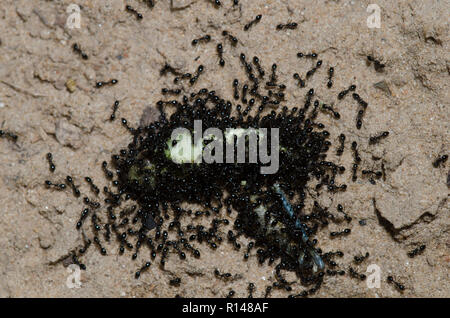Kleine Schwarze Ameisen, Monomorium minimum, schwärmen tote Grashüpfer Stockfoto