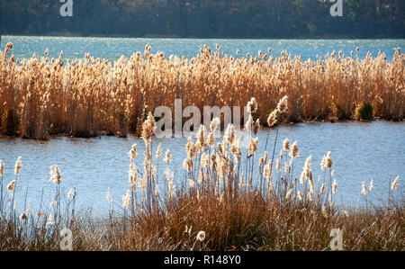 Naturschutzgebiet des Lago di Vico, Viterbo, Latium Italien Stockfoto