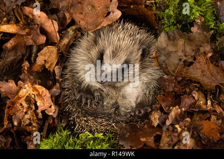 Wilder, einheimischer Igel, der in einem igelfreundlichen Garten schläft. In einem Wildtierhäuschen aufgenommen, um die Gesundheit und die Population dieses rückläufigen Säugetieres zu überwachen Stockfoto