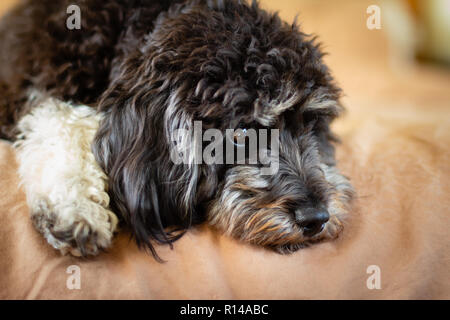 Ein schwarz-weißer Hund cockapoo (cavoodle) einen Pudel kreuz Hund, die nicht Haar Sie haben einen süssen Natur und sind ideale Begleiter abgeworfen Stockfoto