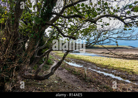 Die penpol Wanderweg Reitweg reitweg am Ufer des Fluss Gannel in Newquay in Cornwall. Stockfoto