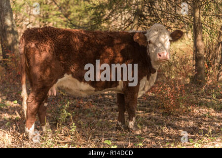 Hereford Rind Beweidung auf die Eicheln und Gras im herbstlichen Weide auf einem sonnigen, herbstlichen Tag in New England Holz Stockfoto