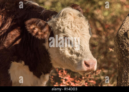 Schließen Sie sich an Profil von Hereford Kalb in Wäldern Beweidung auf einem sonnigen, herbstlichen Tag in New England Stockfoto