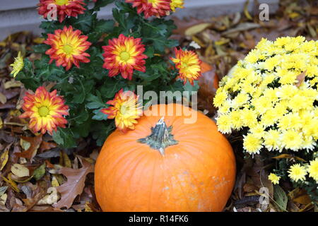 Herbst Arrangement: Kürbis und eingemachte Blumen Stockfoto