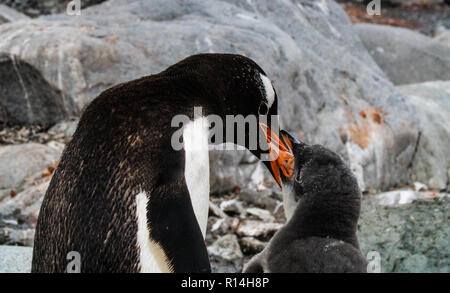 Gentoo Pinguin Fütterung ein Küken Stockfoto