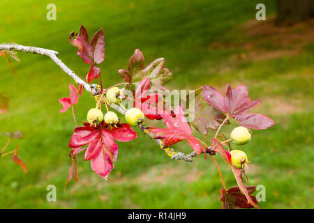 Ahorn blätterte Crab Apple tree zeigt Früchte und Blätter im Herbst. Malus trilobata Scots Guards. Stockfoto