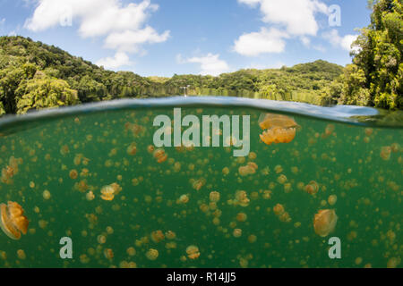 Millionen von endemischen Qualle, Mastigias papua etpisonii, sind in Palau's berühmten Jellyfish Lake, einem marine See in einem riesigen Kalkstein Insel gefunden. Stockfoto