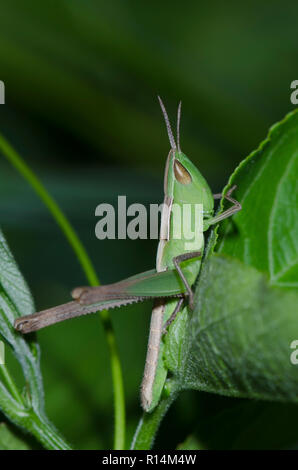 Bewundernswert Heuschrecke, Syrbula admirabilis, weiblichen Nymphe Stockfoto