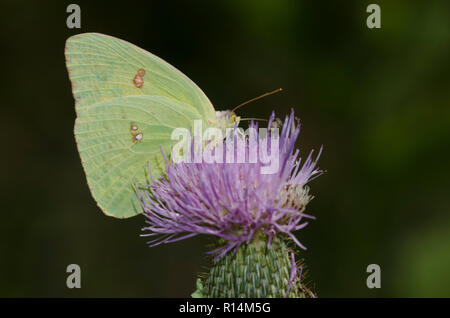 Wolkenlosen Schwefel, Phoebis sennae, Weibchen auf Distel, Cirsium sp. Stockfoto