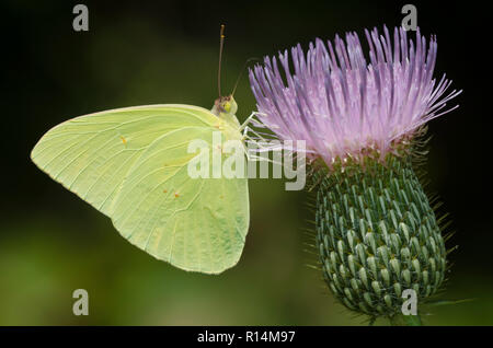 Wolkenlosen Schwefel, Phoebis sennae, männlichen auf Distel, Cirsium sp. Stockfoto