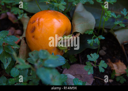 Reife japanische Persimone Kaki Früchte an einem Baum. Herbst saisonale Obst Konzept Stockfoto