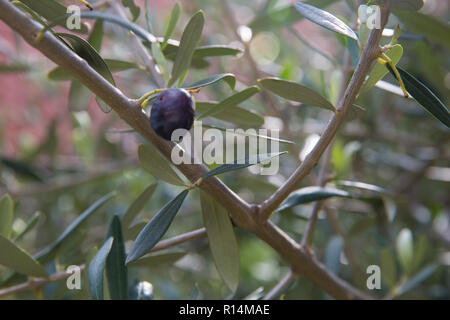 Mediterrane Olivenbaum Zweige mit reifen Oliven und grünen Blättern. Organisches Produkt Konzept Stockfoto