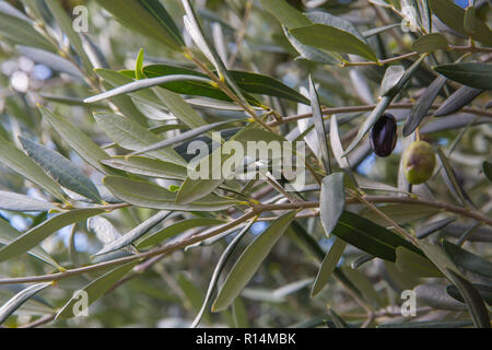 Mediterrane Olivenbaum Zweige mit reifen Oliven und grünen Blättern. Organisches Produkt Konzept Stockfoto