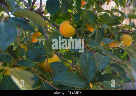 Reife japanische Persimone Kaki Früchte an einem Baum. Herbst saisonale Obst Konzept Stockfoto