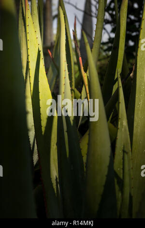 Aloe Vera Pflanze und abstrakten Stockfoto