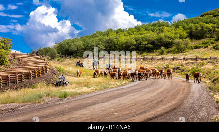 Juli 14, 2018, RIDGWAY, Colorado, USA - Almabtrieb down County Road 58 P, letzten Dollar Road, Hastings Mesa, zwischen Telluride und Ridgway Colorado Stockfoto