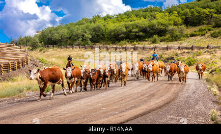 Juli 14, 2018, RIDGWAY, Colorado, USA - Almabtrieb down County Road 58 P, letzten Dollar Road, Hastings Mesa, zwischen Telluride und Ridgway Colorado Stockfoto