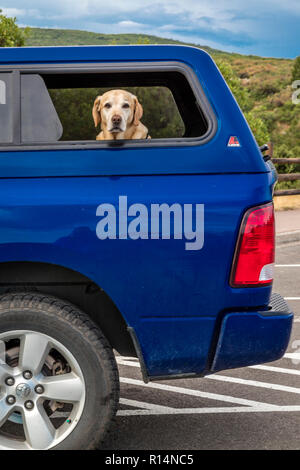 Juli 24, 2018 MONTROSE COLORADO USA - Golden Lab schaut aus dem Fenster auf der Rückseite der blauen Auto, Black Canyon, Colorado Stockfoto