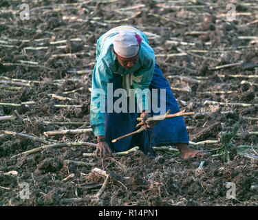 Frau Bauer in der Landwirtschaft Feld im Koppal Anegundi, Bezirk, Karnataka, Indien am 13. Oktober Stockfoto