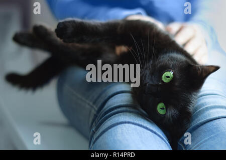 Schwarze Katze liegt in den Händen der Mädchen. Close-up. Stockfoto