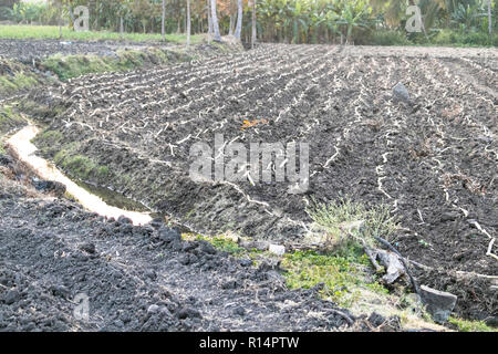 Die indische Landwirtschaft Land, wachsende Zuckerrohr Stockfoto