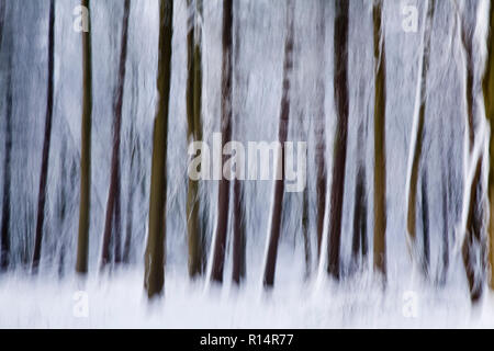 Baumstämme im Winter Schnee verwischt durch vertikale Kamera schwenken Stockfoto