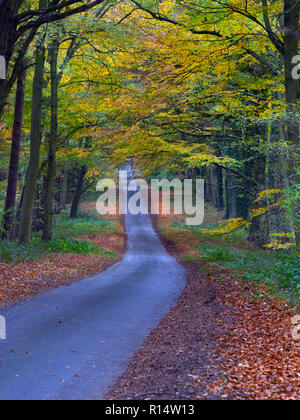 Country Lane durch Buchenwald bei Holkham Norden Norfolk Stockfoto