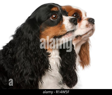Nahaufnahme der Cavalier King Charles Spaniel, 2 und 3 Jahre alt, vor weißem Hintergrund Stockfoto