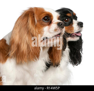 Nahaufnahme der Cavalier King Charles Spaniel, 2 und 3 Jahre alt, vor weißem Hintergrund Stockfoto
