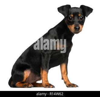 Zwergpinscher Welpe, 5 Monate alt, sitzt vor weißem Hintergrund Stockfoto