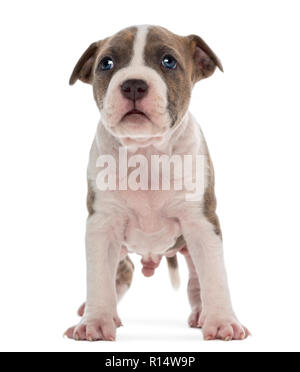 American Staffordshire Terrier Welpe, 6 Wochen alt, vor weißem Hintergrund Stockfoto