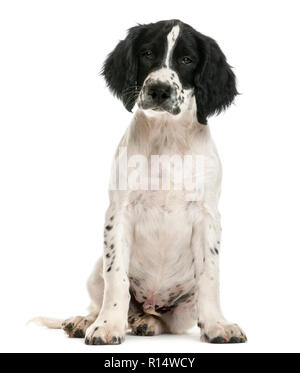 English Springer Spaniel saßen und auf die Kamera vor weißem Hintergrund Stockfoto