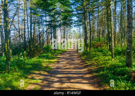 Wanderweg im Bonaventure Island, in der Nähe von Perce, an der Spitze der Halbinsel Gaspé, Quebec, Kanada Stockfoto