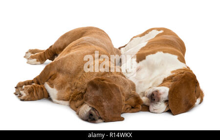 Zwei Basset Hounds liegen und schlafen mit ihren Ohren verstecken ihre Augen, isoliert auf weißem Stockfoto