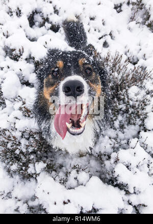 Eine dreifarbige Border Collie Hund mit einem Aufgeregten Gesicht im Schnee bedeckt. Stockfoto